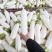 南充精品白萝卜大量供应纯白无虫无冰害精品货