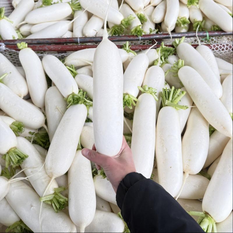 南充精品白萝卜大量供应纯白无虫无冰害精品货