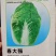 春大强羞月626君川珊珊黄心白菜种子抗根肿黄心矮颗