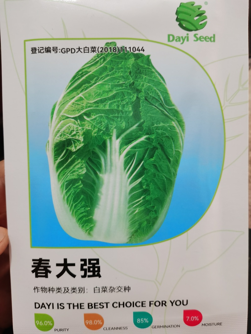 春大强羞月626君川珊珊黄心白菜种子抗根肿黄心矮颗