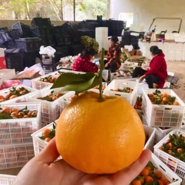 [一件代发]春见耙耙柑。专业对接各大电商平台。价格可定制