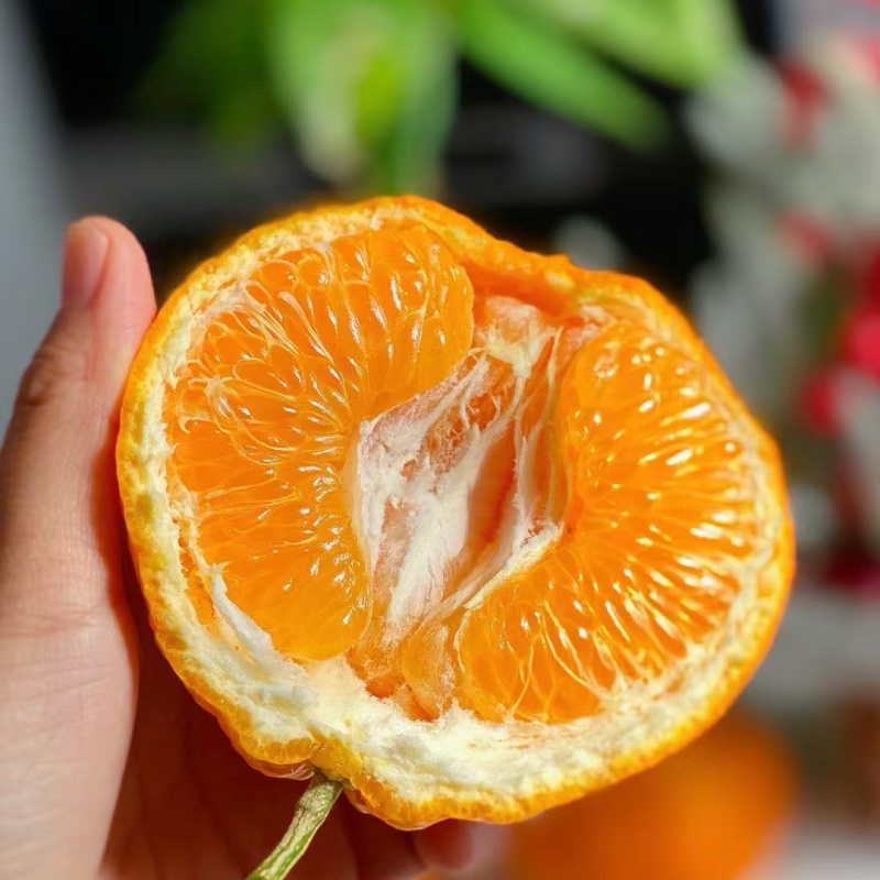 [一件代发]春见耙耙柑。专业对接各大电商平台。价格可定制