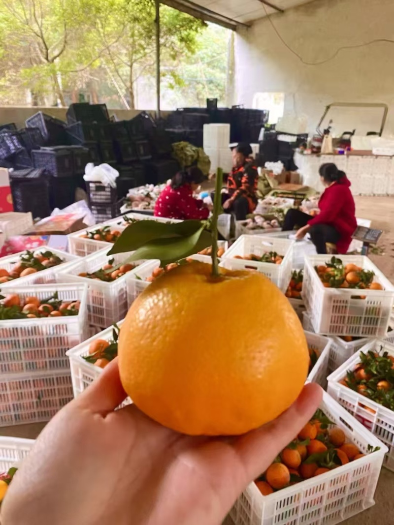 [一件代发]春见耙耙柑。专业对接各大电商平台。价格可定制