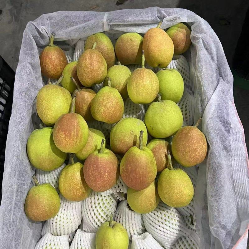 库尔勒香梨