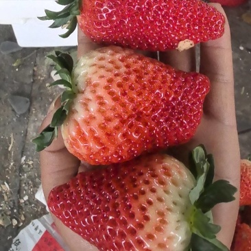 草莓