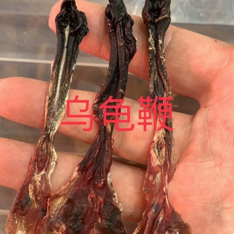 中药材龟鞭乌龟鞭草龟鞭