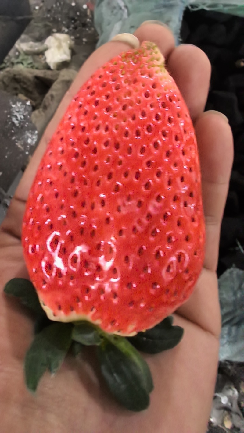 草莓