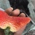 草莓