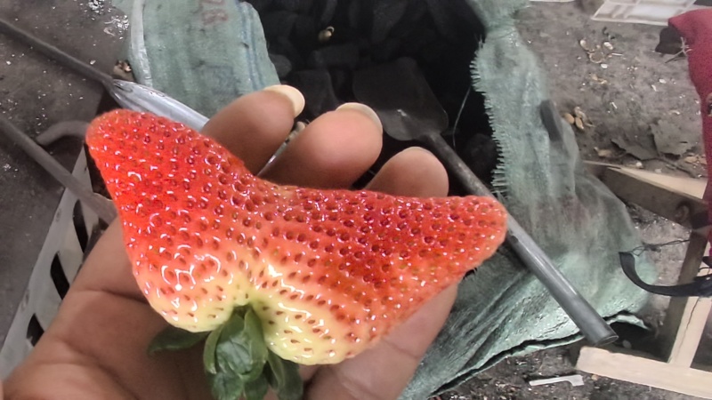 草莓