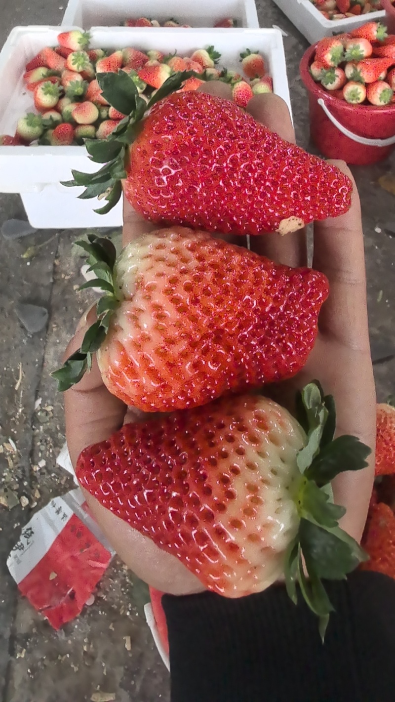 草莓