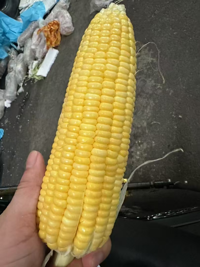 云南太阳花甜玉米大量上市货靓价低甜度高颗粒饱满发整车