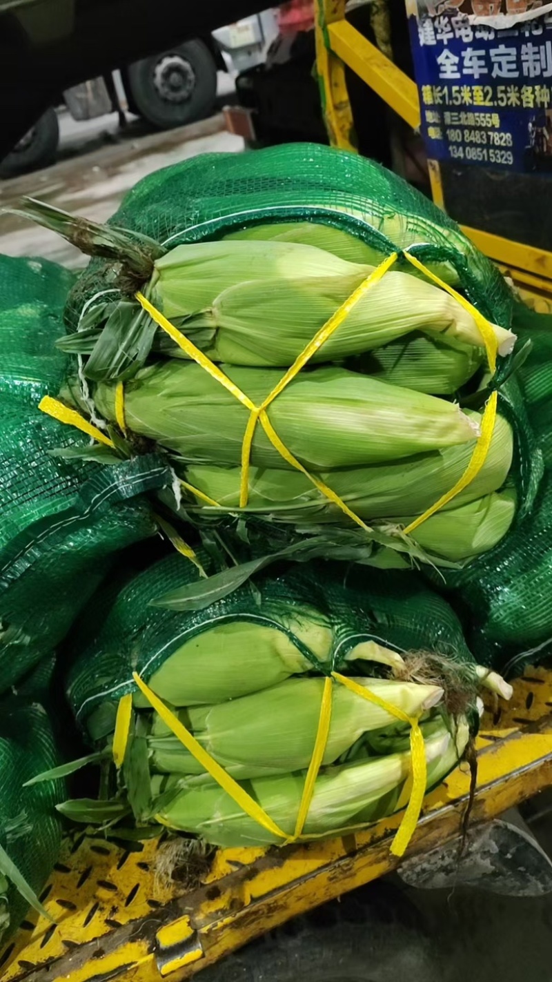 云南太阳花甜玉米大量上市货靓价低甜度高颗粒饱满发整车