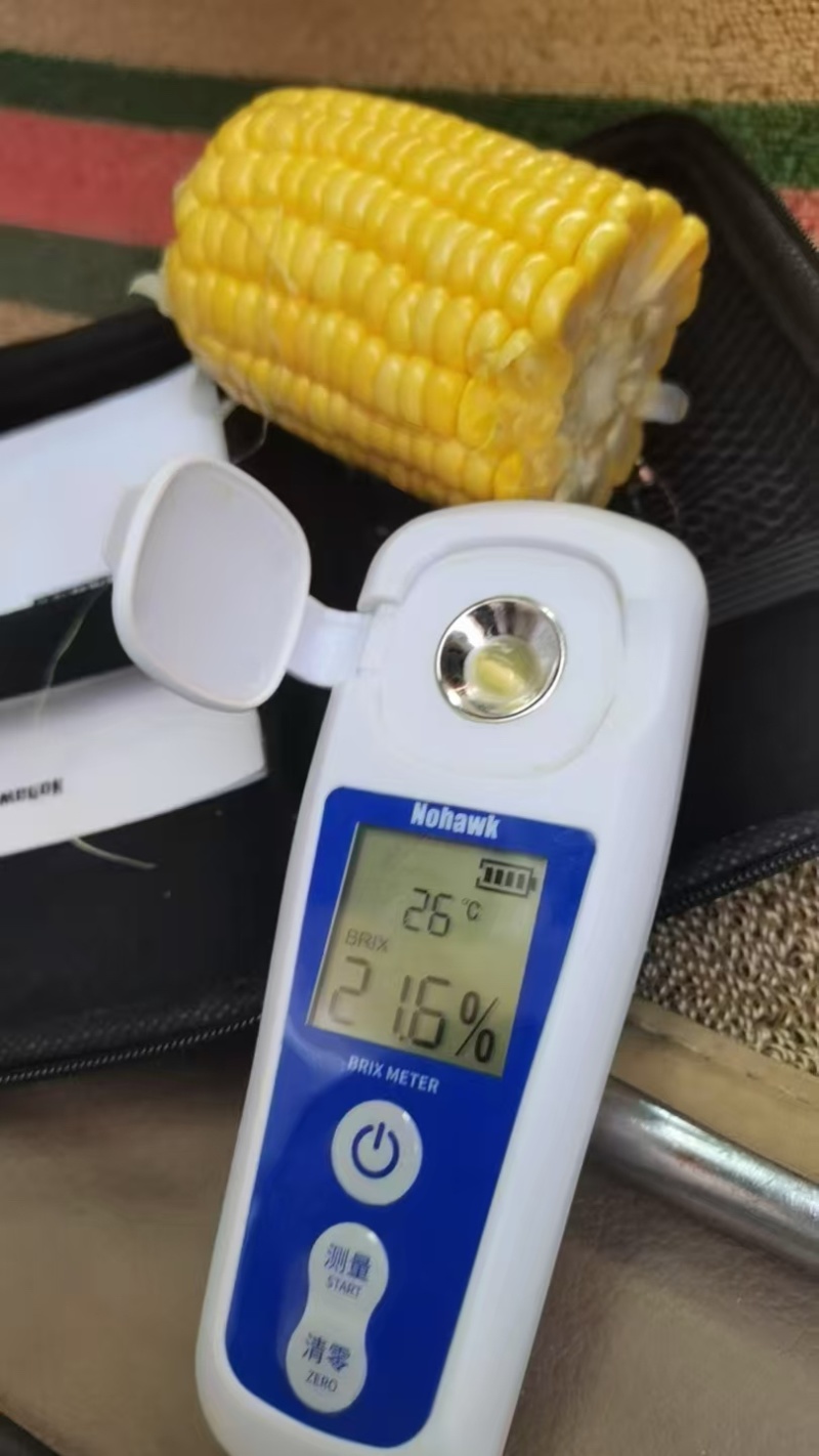 云南太阳花甜玉米大量上市货靓价低甜度高颗粒饱满发整车