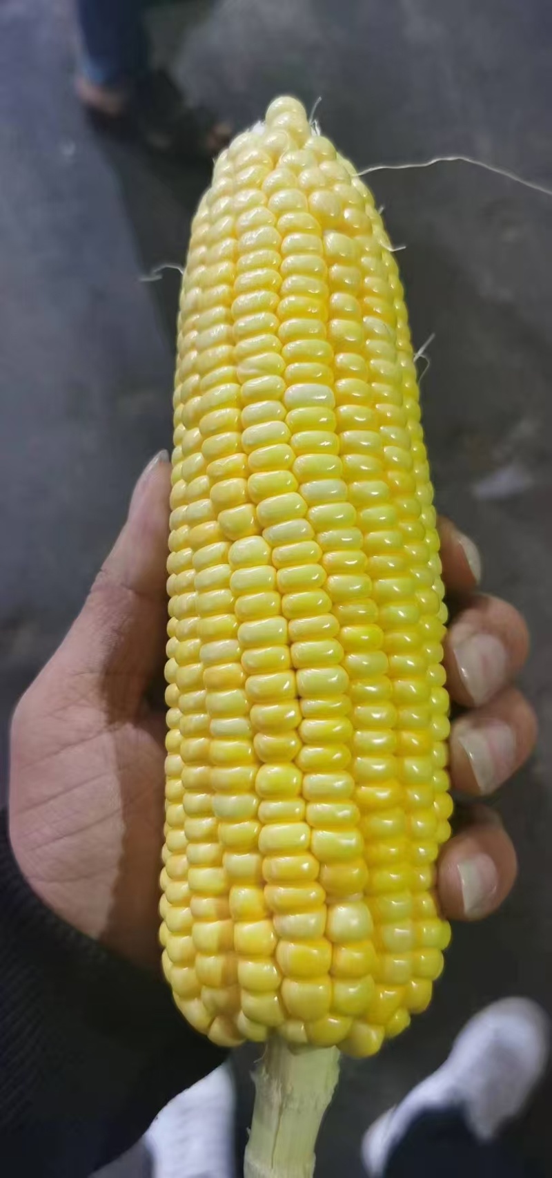 云南太阳花甜玉米大量上市货靓价低甜度高颗粒饱满发整车