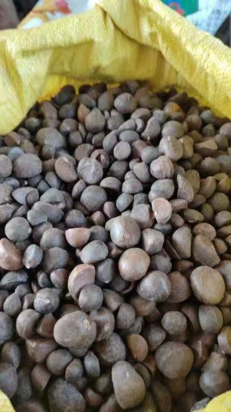 茶油