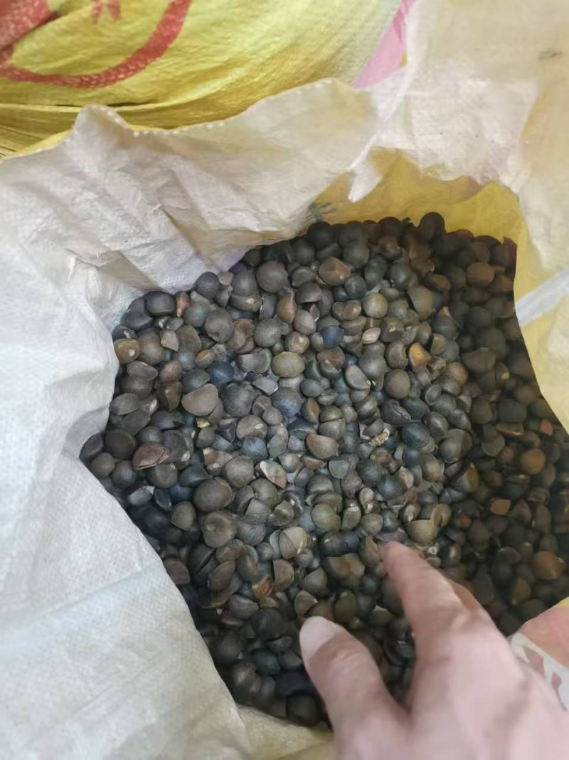 茶油
