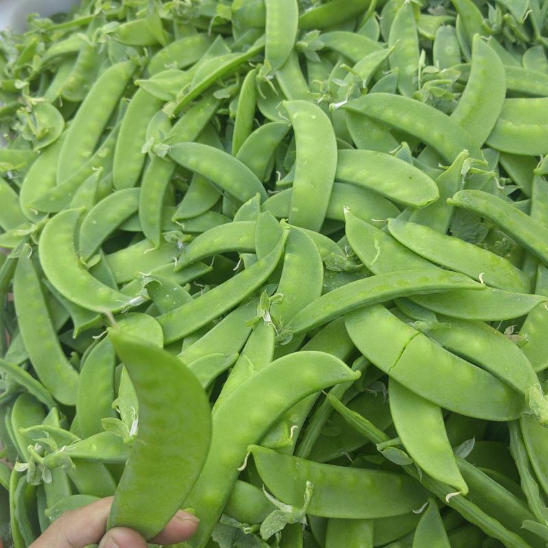 四川攀枝花精品河南豆豌豆片儿，欢迎全国批发商联系