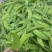 四川攀枝花精品河南豆豌豆片儿，欢迎全国批发商联系