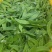 四川攀枝花精品河南豆豌豆片儿，欢迎全国批发商联系