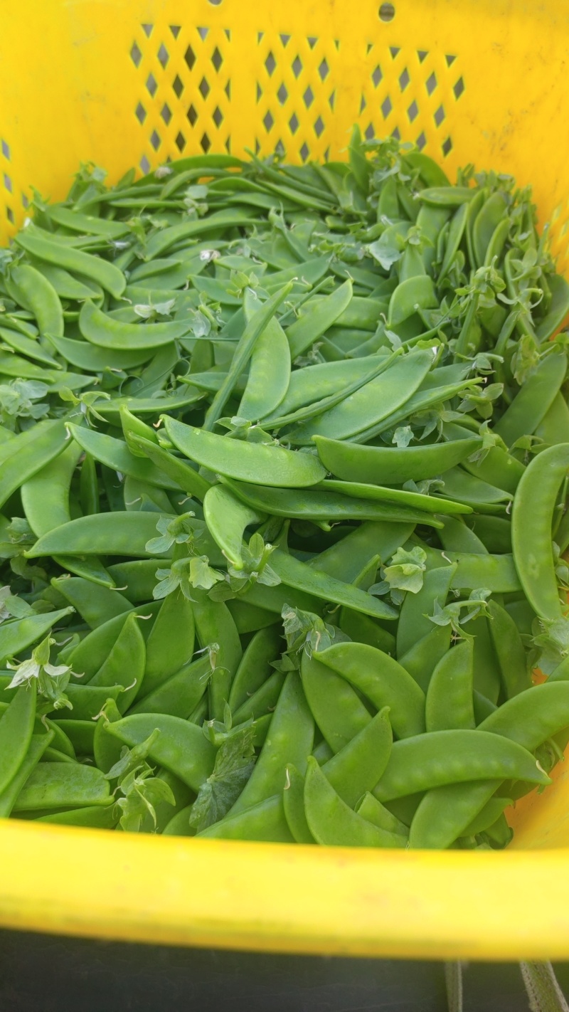 四川攀枝花精品河南豆豌豆片儿，欢迎全国批发商联系