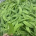 四川攀枝花精品河南豆豌豆片儿，欢迎全国批发商联系