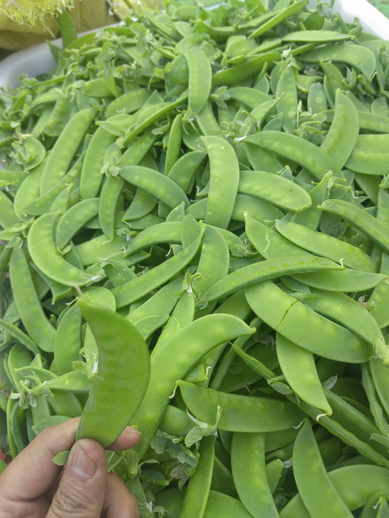 四川攀枝花精品河南豆豌豆片儿，欢迎全国批发商联系