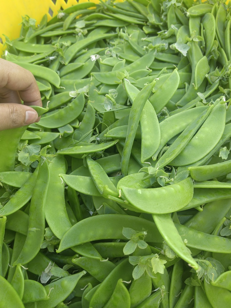四川攀枝花精品河南豆豌豆片儿，欢迎全国批发商联系