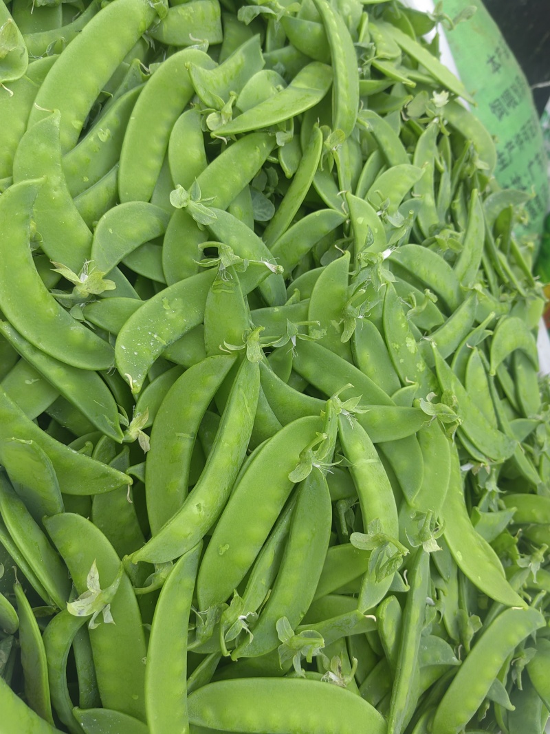 四川攀枝花精品河南豆豌豆片儿，欢迎全国批发商联系