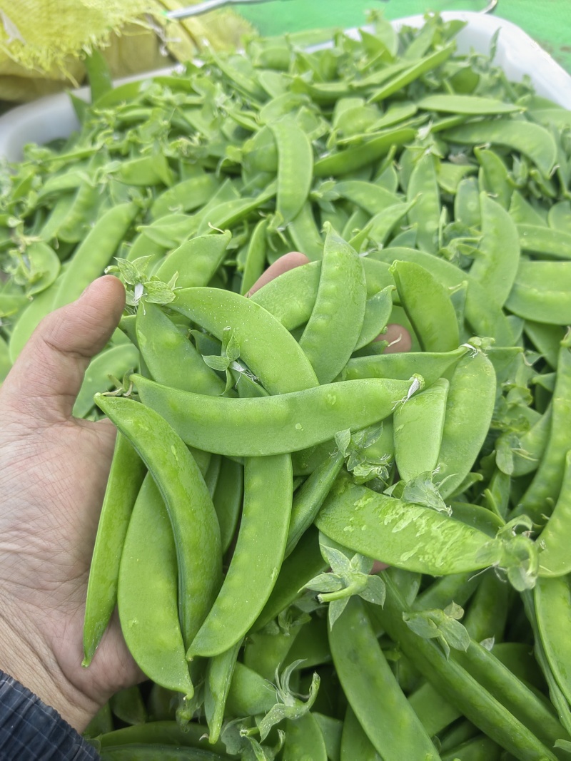四川攀枝花精品河南豆豌豆片儿，欢迎全国批发商联系