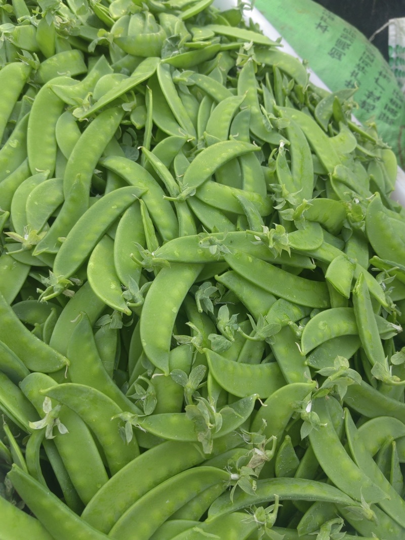 四川攀枝花精品河南豆豌豆片儿，欢迎全国批发商联系