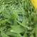 四川攀枝花精品河南豆豌豆片儿，欢迎全国批发商联系