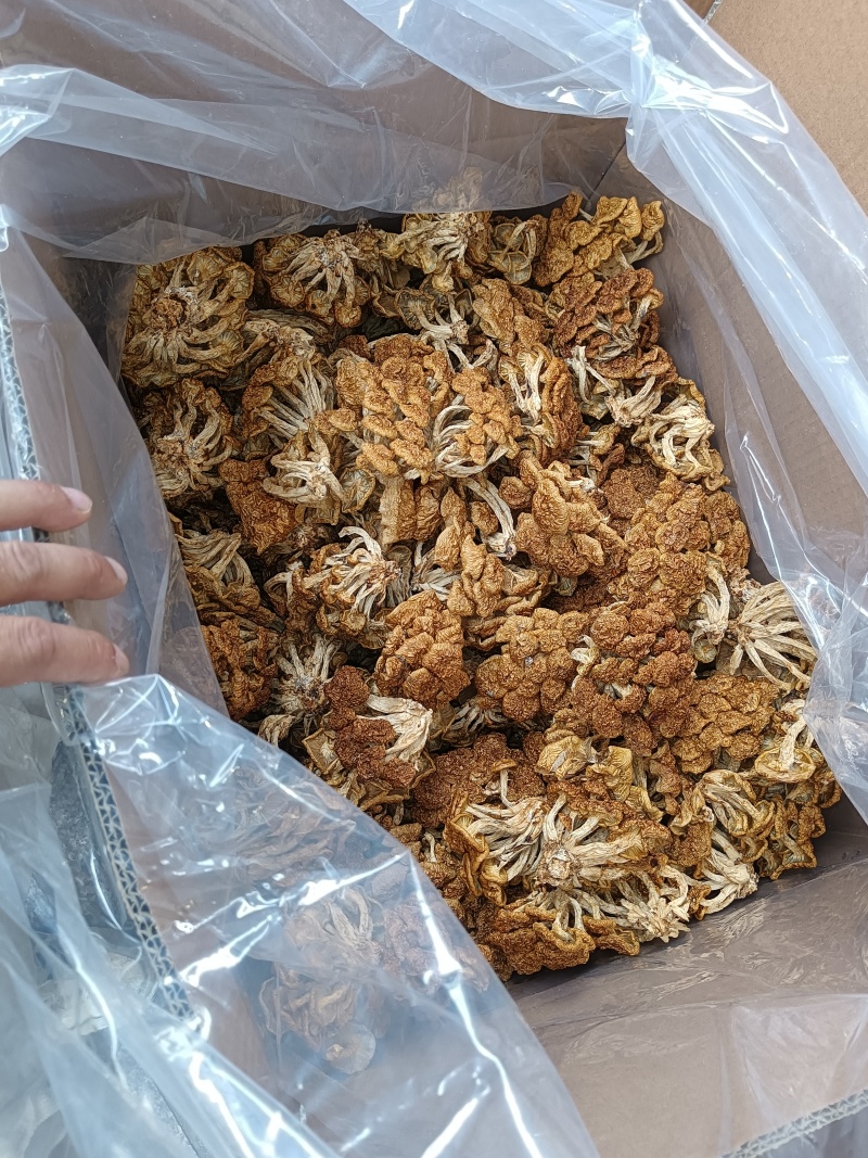 滑子菇产地。2025年新货出来各种规格包装，福建古田