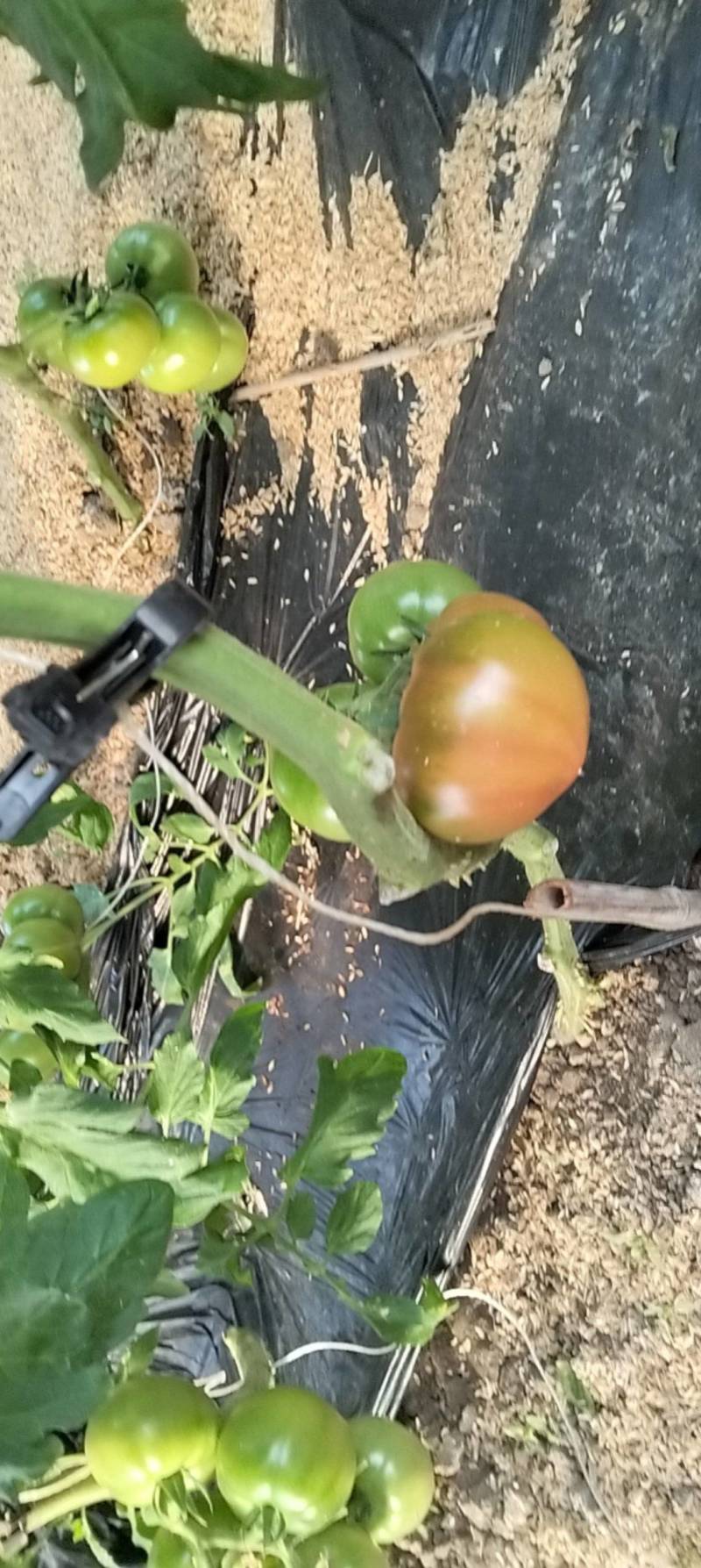 铁皮柿子