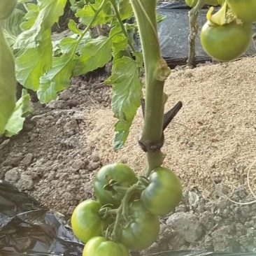 铁皮柿子