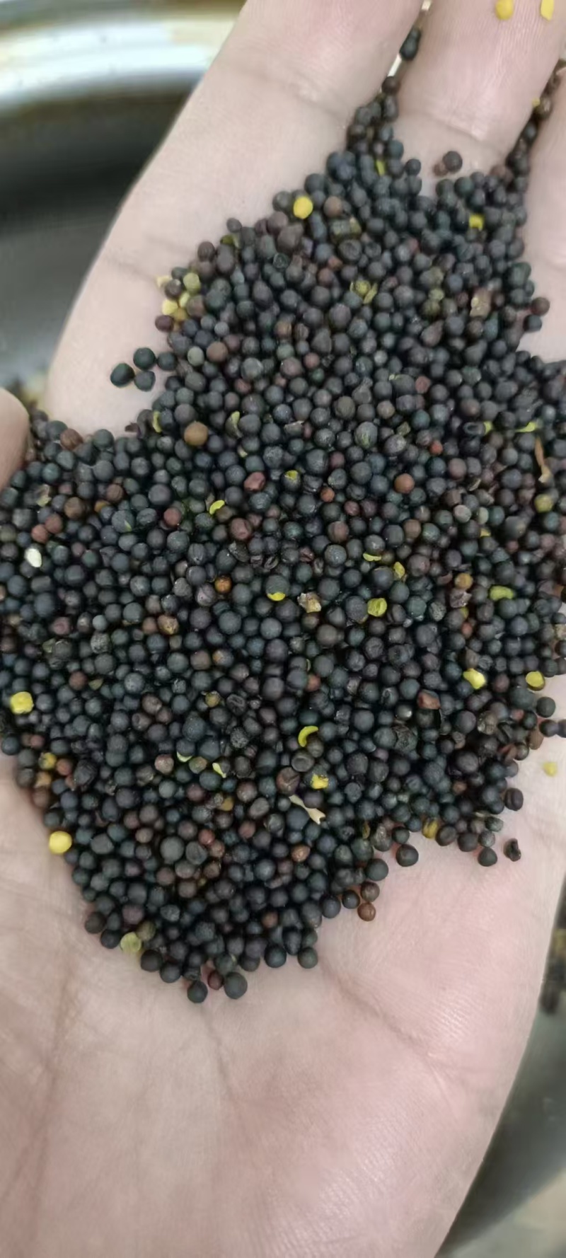 内蒙古呼伦贝尔一级油菜籽