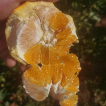 纽荷尔脐橙