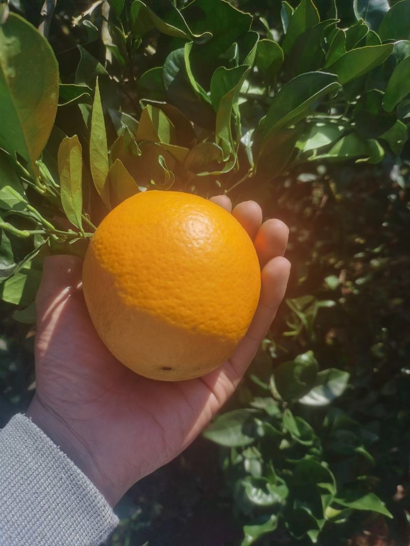 纽荷尔脐橙