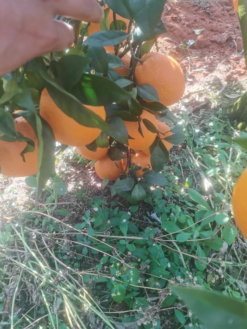 纽荷尔脐橙