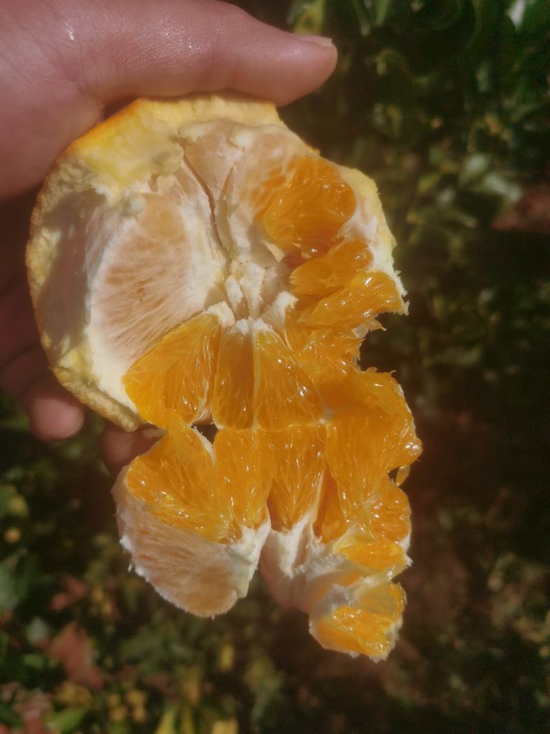 纽荷尔脐橙