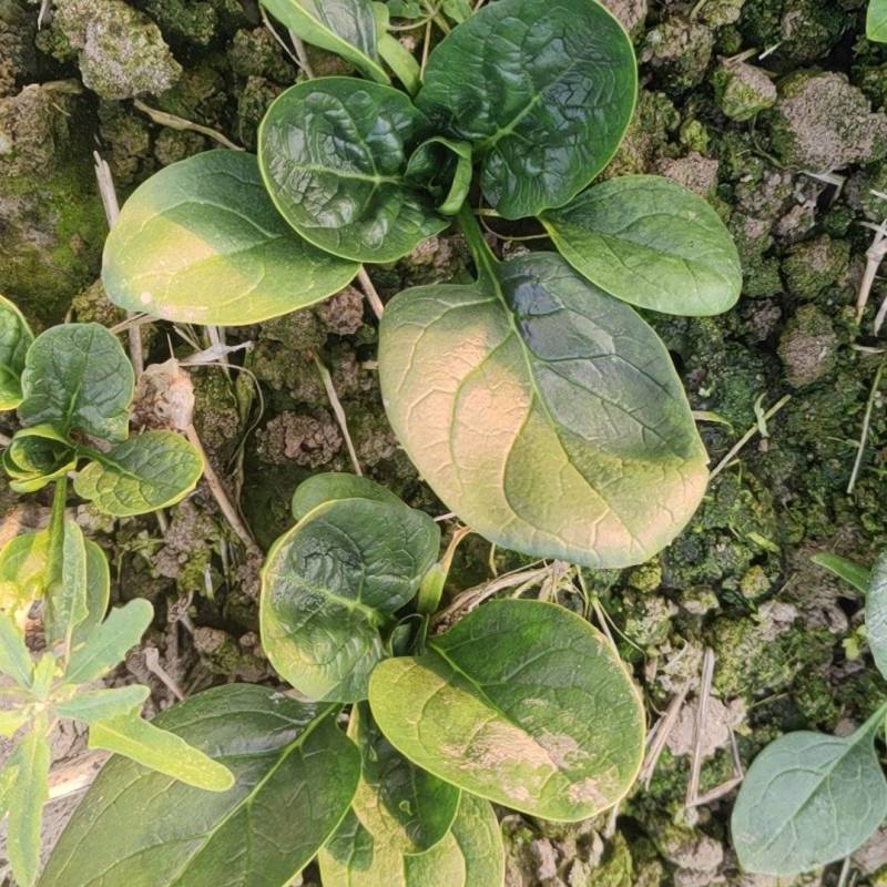 趴地菠菜，全新上市