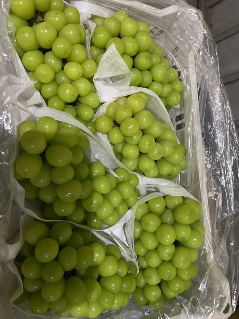 阳光玫瑰精品