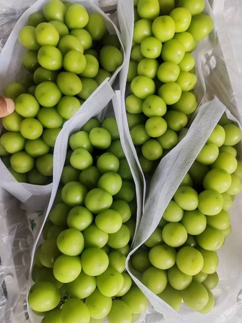 阳光玫瑰精品