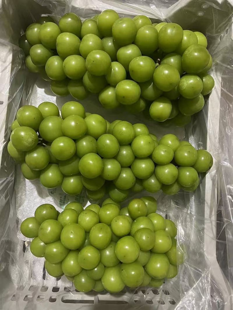 阳光玫瑰精品