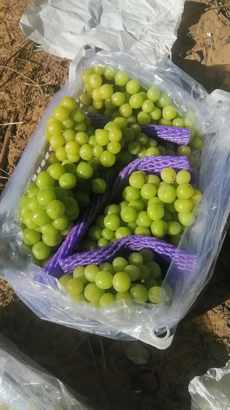 阳光玫瑰精品