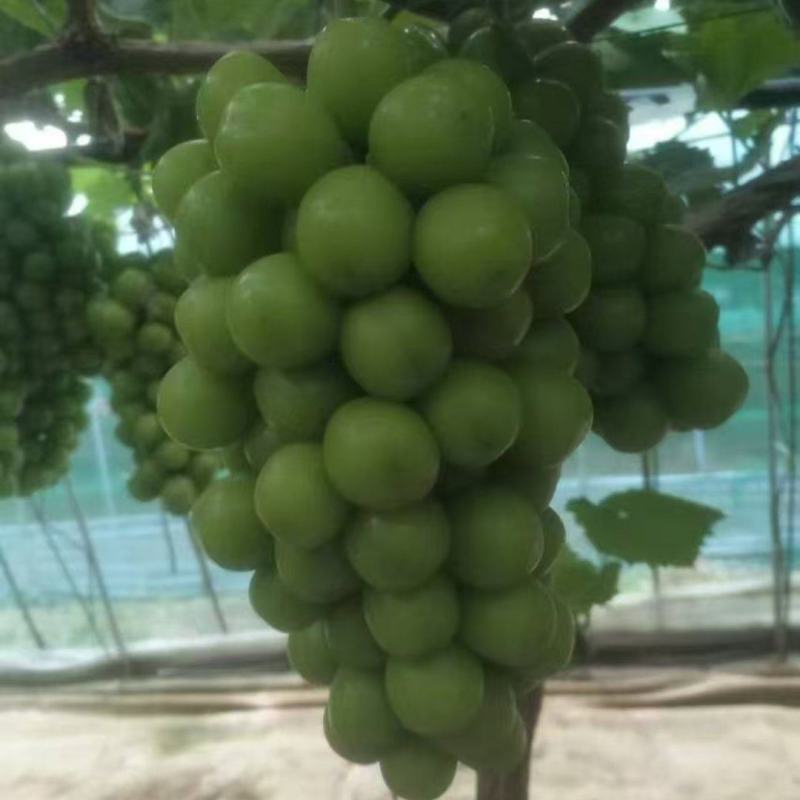 阳光玫瑰精品
