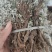 翻白草，也叫鸡腿参，全草干货，量大价格可谈，欢迎咨询