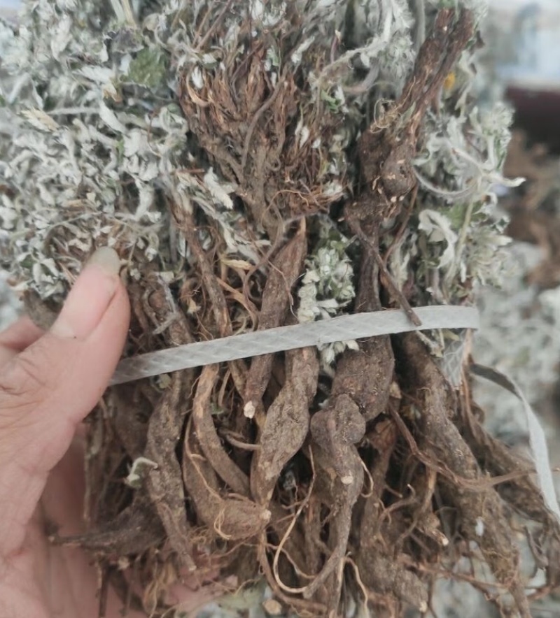 翻白草，也叫鸡腿参，全草干货，量大价格可谈，欢迎咨询