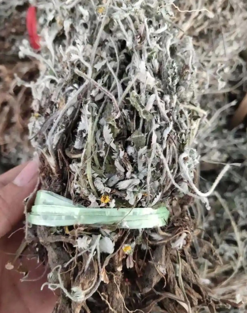 翻白草，也叫鸡腿参，全草干货，量大价格可谈，欢迎咨询