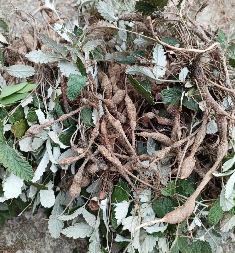 翻白草，也叫鸡腿参，全草干货，量大价格可谈，欢迎咨询
