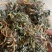 紫花地丁，全草干货，量大价格可谈，欢迎咨询！